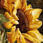 Sunflower jpg